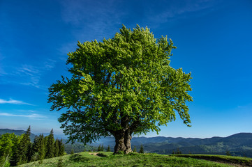 Old beech on the background of mountains