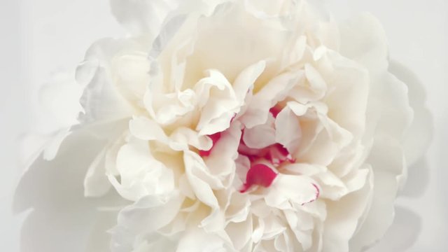 Beautiful white with pink Peony opening background. Blooming peony flower closeup. Timelapse 4K UHD video footage. 3840X2160
