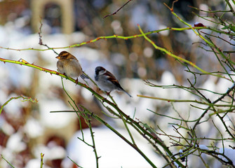 Birds sparrows in the winter