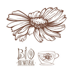 Hand drawn camomile flowers vector illustration
