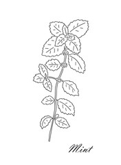 Mint tea herb isolated on white background.