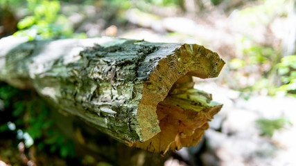 A broken tree. Bark and splinters of a broken tree. A natural environment in the forest.