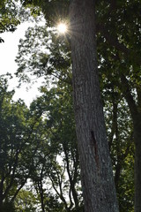 Fototapeta premium tree in forest