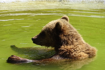 Plakat Brown bear having a bath at the zoo