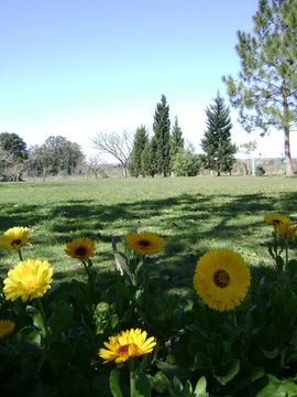 Chinitas