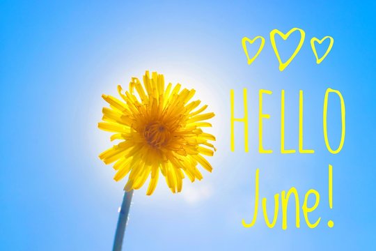 Banner hello june. New season . Welcome card Photo with a flower. Yellow flower. Yellow dandelion against the blue sky. Blue sky.