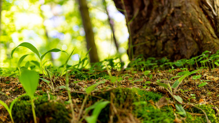 Undergrowth. Plants at the bottom of the forest. Stem and moss