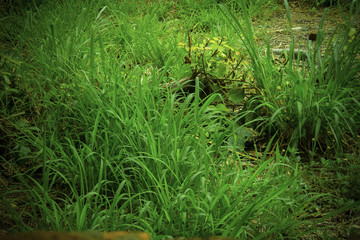 green grass in the garden