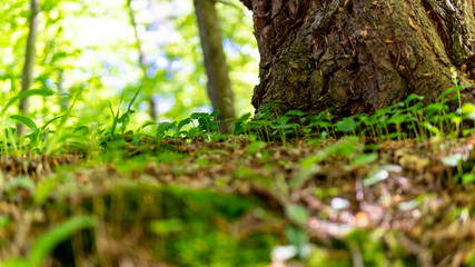 Undergrowth. Plants at the bottom of the forest. Stem and moss