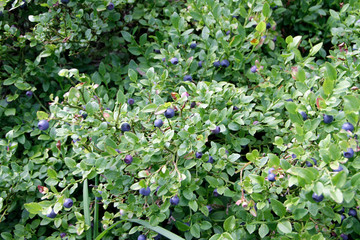 Blueberry shrubs, Vaccinium myrtillus L.