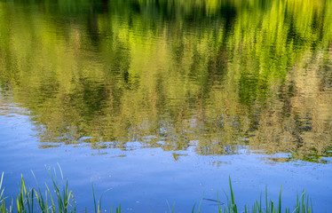 Fototapeta na wymiar reflection of trees in water