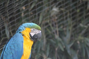 hyacinth macaw (scientific name: Anodorhynchus hyacinthinus) also known as hyacinthine macaw