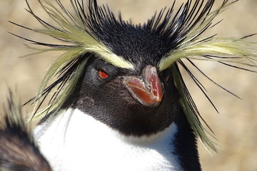 Beautiful macaroni penguin at the zoo © Christopher Keeley