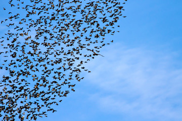 Herd of birds and hawk. Blue sky background. Birds: Common Starling and Western Marsh Harrier.