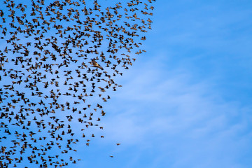 Herd of birds and hawk. Blue sky background. Birds: Common Starling and Western Marsh Harrier.