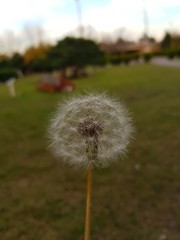 dandelion on green background of blue sky