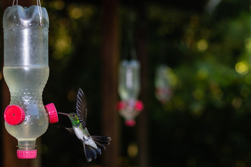 Hummingbird hovering in front of a feeder