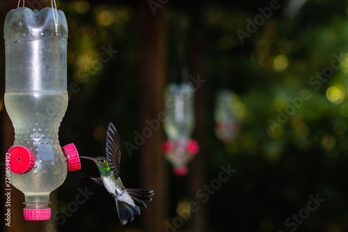 Hummingbird Hovering In Front Of A Feeder Stock Photo And Royalty