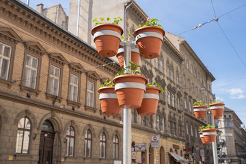 Budapest, Hungary - May 2019: pot with a pot plants on a polls in old Budapest Jewish district
