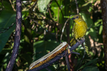 Yellow bird of the rain forest feeding in a bird sanctuary