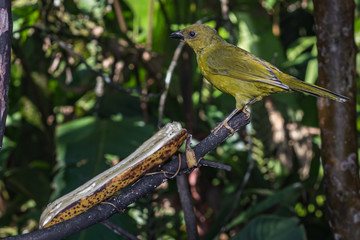 Yellow bird of the rain forest feeding in a bird sanctuary