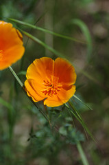 Obraz premium alifornia Poppy Blooming Against Green Background