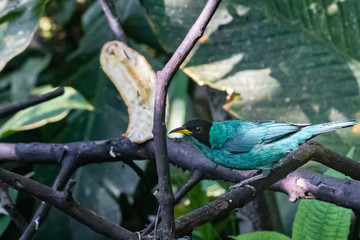 Colorful bird of the rain forest feeding in a bird sanctuary