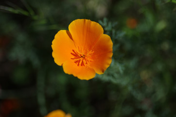 Obraz premium California Poppy Blossom on Dark Green Background