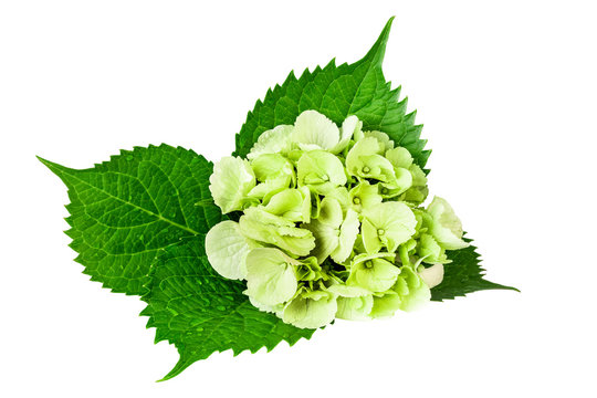 Hydrangea leaf with green white flowers isolated on white