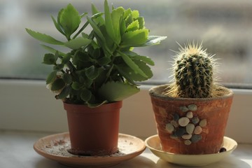 Plant and cactus in pots