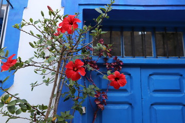 Blue door with red flowers. Asilah, Morocco. May 28, 2019