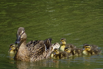 Female mallard duck and her ducklings