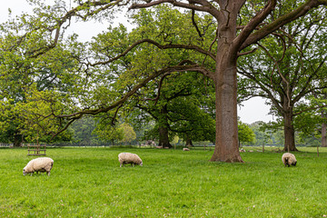 Obraz premium sheep in the part surrounded by trees
