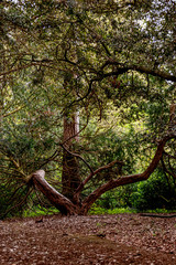 tree of strange shape in the park