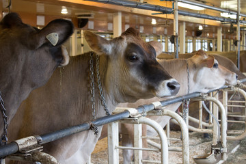 Brown vermont Milk  cows in a barn