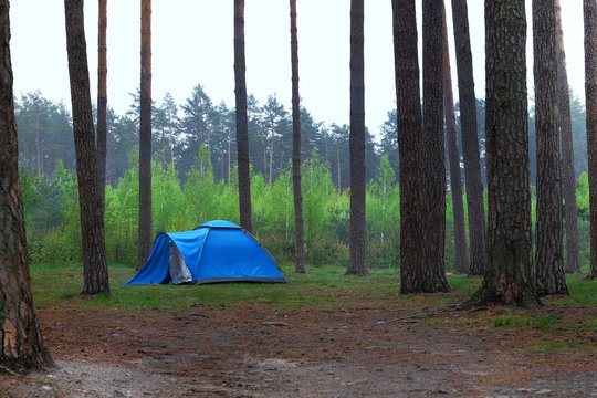 Tent in a pine forest. Tourist camping in wild nature. Romantic morning landscape.