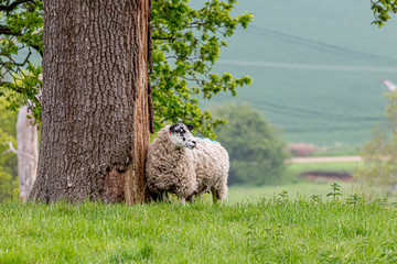 sheep in the part surrounded by trees