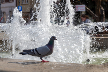 Pigeon on fountain in Krosno - obrazy, fototapety, plakaty