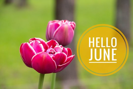 Banner hello june. New season . Welcome card Photo with flowers. Bright spring flowers. City flowerbed. Petals