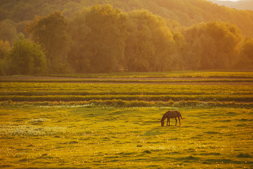 Alone horse standing alone on beautiful field during sunset