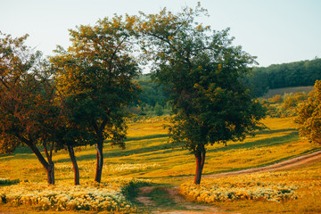 Beautiful natural arch from trees and rural road in country side