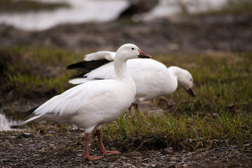 White-morph snow goose with muddy beak and mouthful of roots standing in profile on a rocky beach with other bird in soft focus background, Quebec City, Quebec, Canada