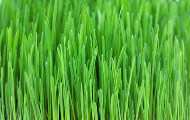 Fresh juicy greens..Green wheat sprouts close up.