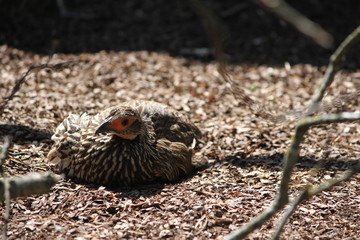 Photography of a yellow-necked spurfowl also known as yellow-necked francolin (scientific name: Pternistis leucoscepus)