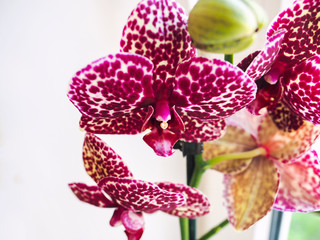 Phalaenopsis. Selective focus, leave space for adding text.