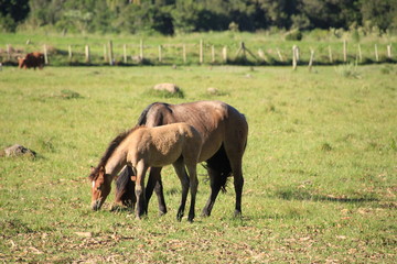 auf der farm bei den gauchos