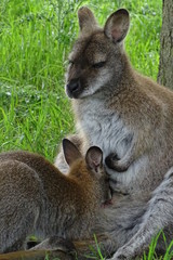 Naklejka na ściany i meble Mother wallaby sitting with baby