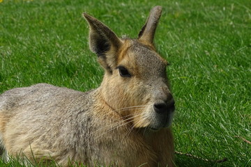 Patagonian mara at the zoo