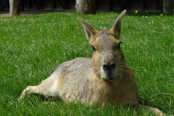 Patagonian mara at the zoo