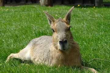 Patagonian mara at the zoo